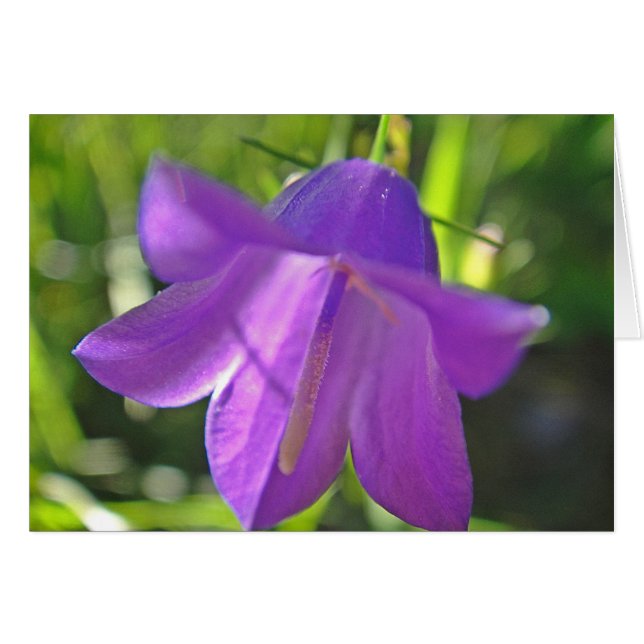 Gruscard purple bell flower: have a Musday (Front Horizontal)