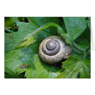 Grusskarte hübsche Schnecke, blanko, gestaltbar