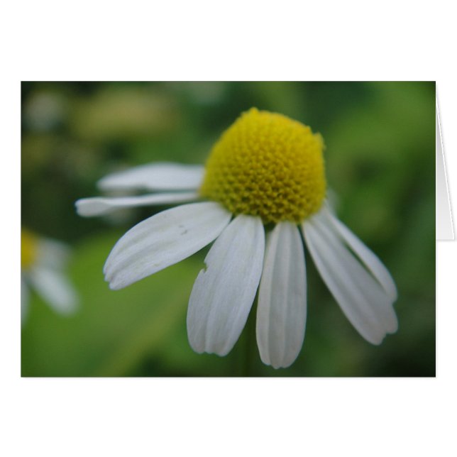Grusskarte  Kamillenblüte , blanko (Front Horizontal)