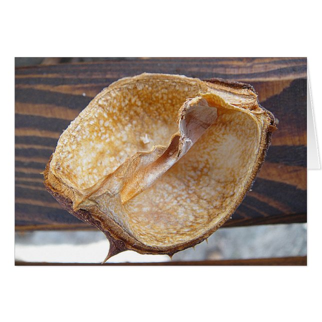Grusskarte Kastanienschale, blanko (Front Horizontal)