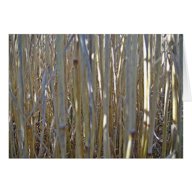 Grusskarte Kornstengel, blanko, gestaltbar (Front Horizontal)
