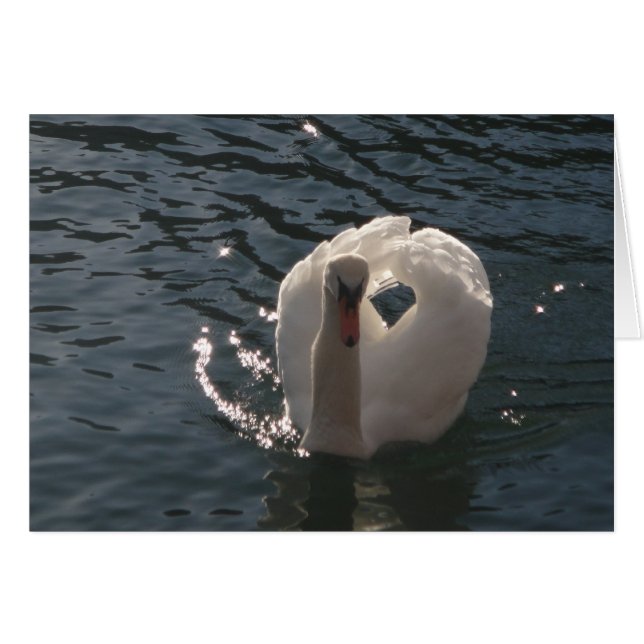 Grusskarte romantischer weisser Schwan (Front Horizontal)
