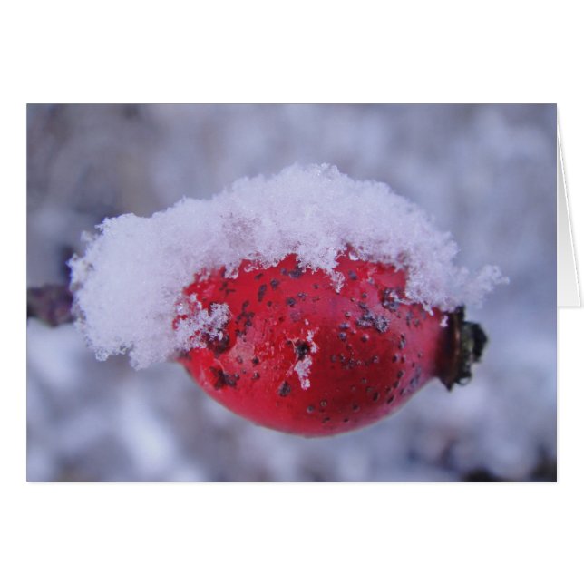 Grusskarte verschneite Hagebutte, blanko (Front Horizontal)
