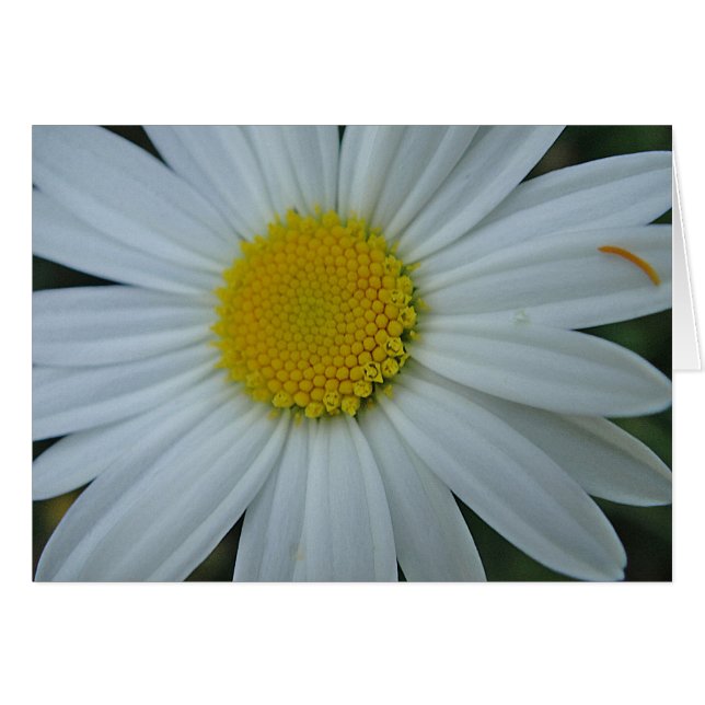 Grusskarte weisse Margerite, blanko (Front Horizontal)