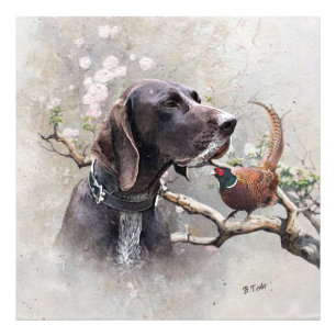GSP Hunting Art – Precision, Passion, and Pheasant Photo Print