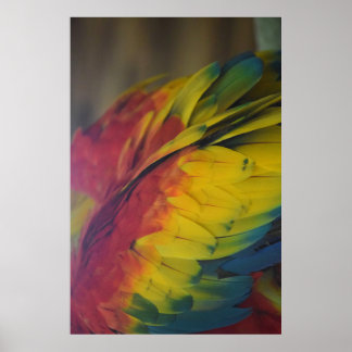 Guacamaya love poster