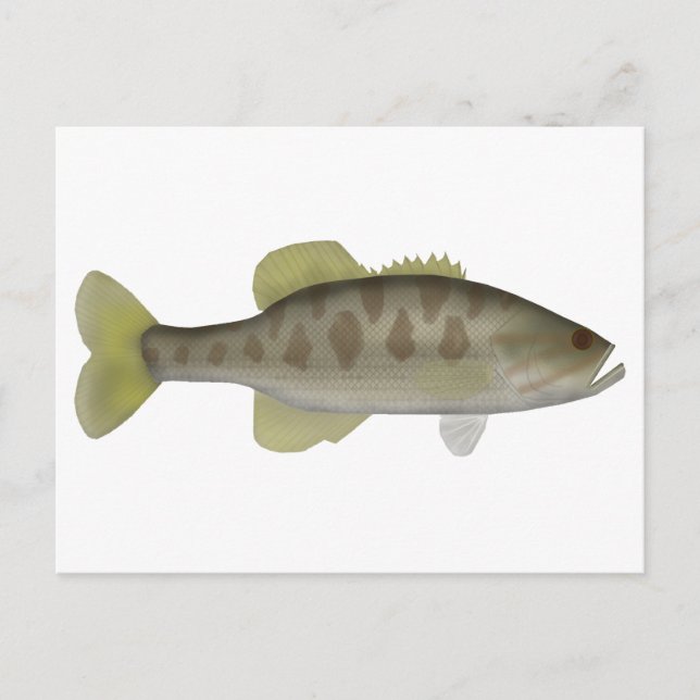 Guadalupe Bass Postcard (Front)