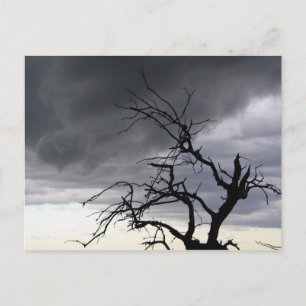 Guadalupe Storm Postcard