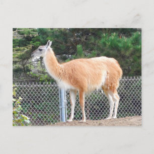 Guanaco #1 Postcard