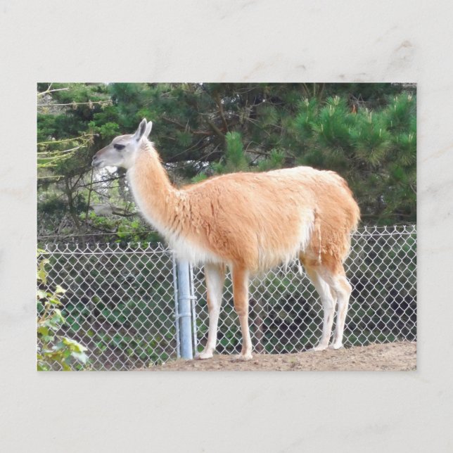Guanaco #1 Postcard (Front)