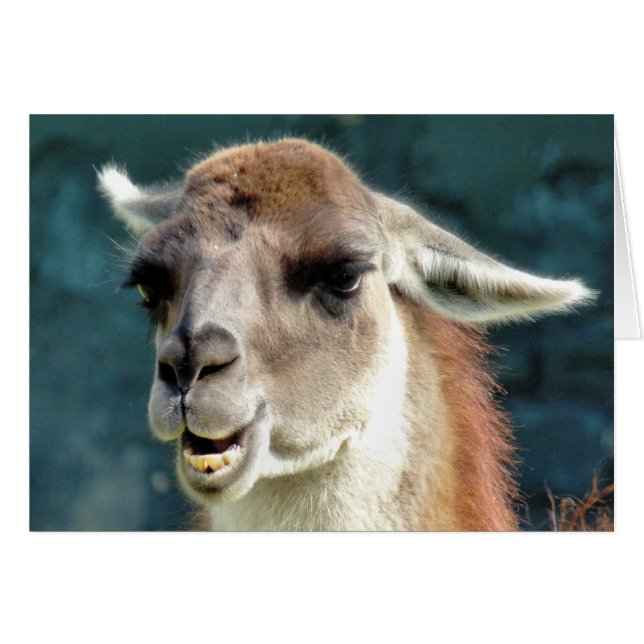 GUANACO CARD (Front Horizontal)