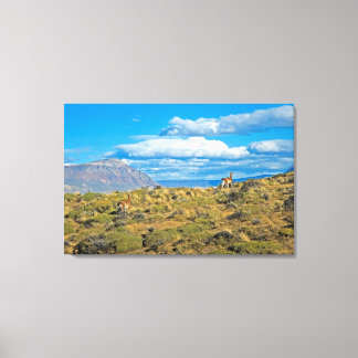 Guanaco Country, Patagonia Canvas Print