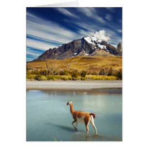 Guanaco crossing the river in Torres del Paine