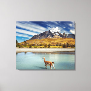 Guanaco crossing the river in Torres del Paine Canvas Print
