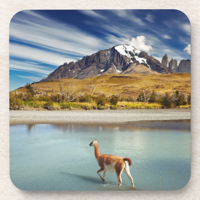 Guanaco crossing the river in Torres del Paine Coaster (Front)