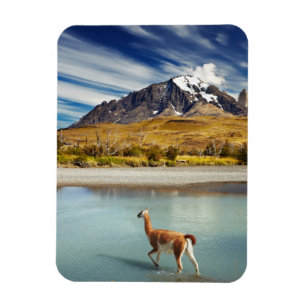 Guanaco crossing the river in Torres del Paine Magnet