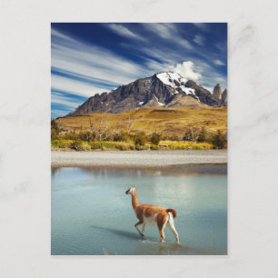 Guanaco crossing the river in Torres del Paine Postcard