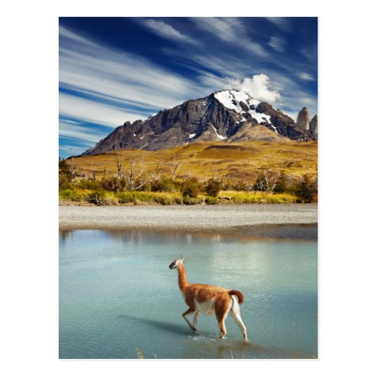 Guanaco crossing the river in Torres del Paine Postcard