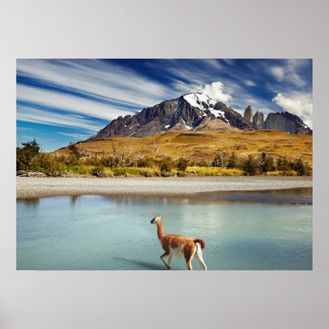 Guanaco crossing the river in Torres del Paine Poster (Front)