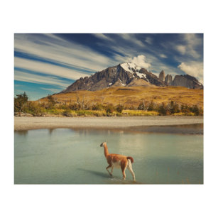 Guanaco crossing the river in Torres del Paine Wood Wall Art