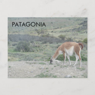 Guanaco Llama, Patagonia, Chile Postcard
