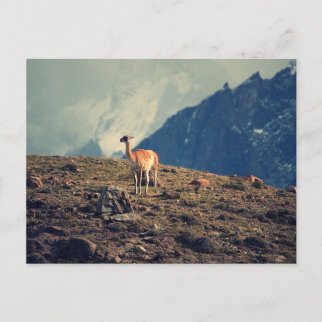 Guanaco Mountain Postcard (Front)