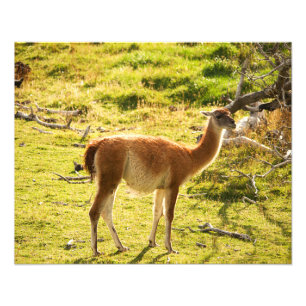 Guanaco sunshine photo print