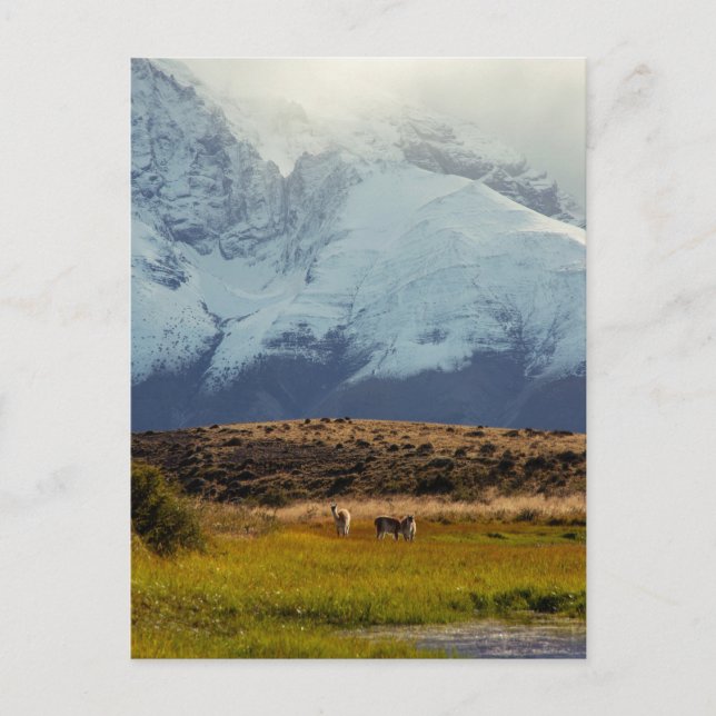 Guanacos Mountain Peak Postcard (Front)