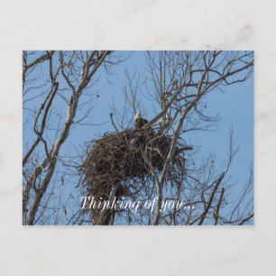 Guarding Eagle Thinking Of You Postcard