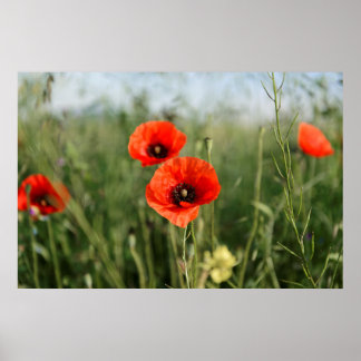 Guarding poppies poster