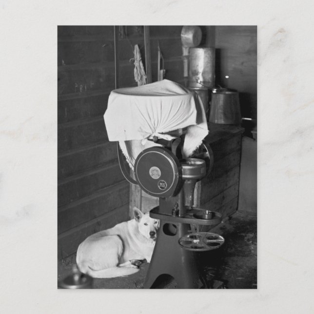 Guarding the Cream Separator, 1936 Postcard (Front)