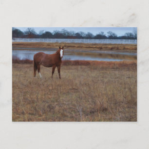 Guarding the pond postcard