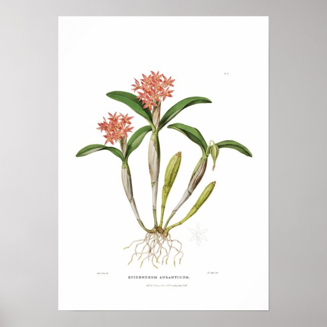 Guarianthe aurantiaca by Miss Drake. Poster (Front)
