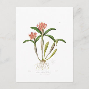 Guarianthe aurantiaca postcard