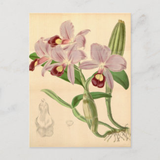 Guarianthe skinneri (as Cattleya skinneri) Postcard