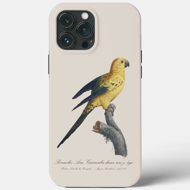 Guarouba dans sons jeune age / Sun parakeet  Case-Mate iPhone Case (Back)