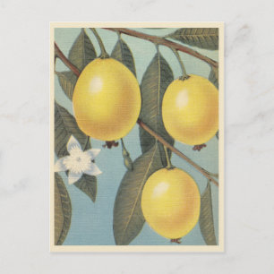 Guava fruit vintage postcard