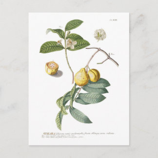 Guava Postcard