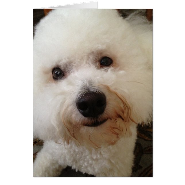 "Gucci" - a Bichon Frise Pup (Front)