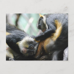 Guenon Monkeys Postcard