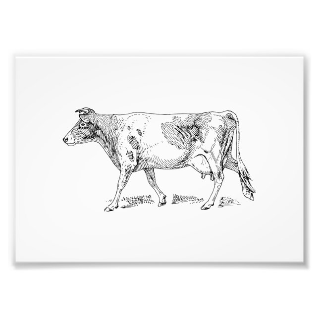 Guernsey Cow Photo Print (Front)