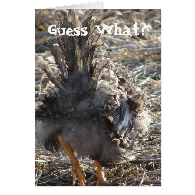 Guess What?  Chicken Butt (Front)