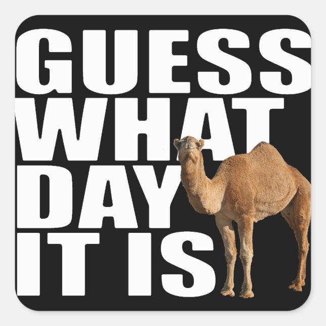 Guess What Day It Is Hump Day Camel Stickers (Front)