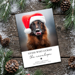 Guess Who Licked the Envelope Funny Dog Christmas  Holiday Card