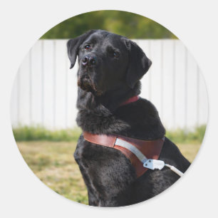 Guide Dog Envelope Seal – Black LabradorWisdom