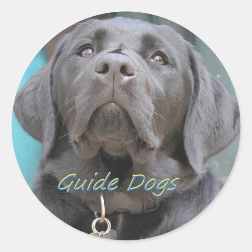 Image of Guide Dogs - Black Lab Cross Classic Round Sticker