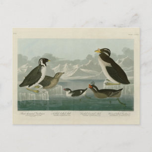 Guillemot and Auks from Audubon's Birds of America Postcard