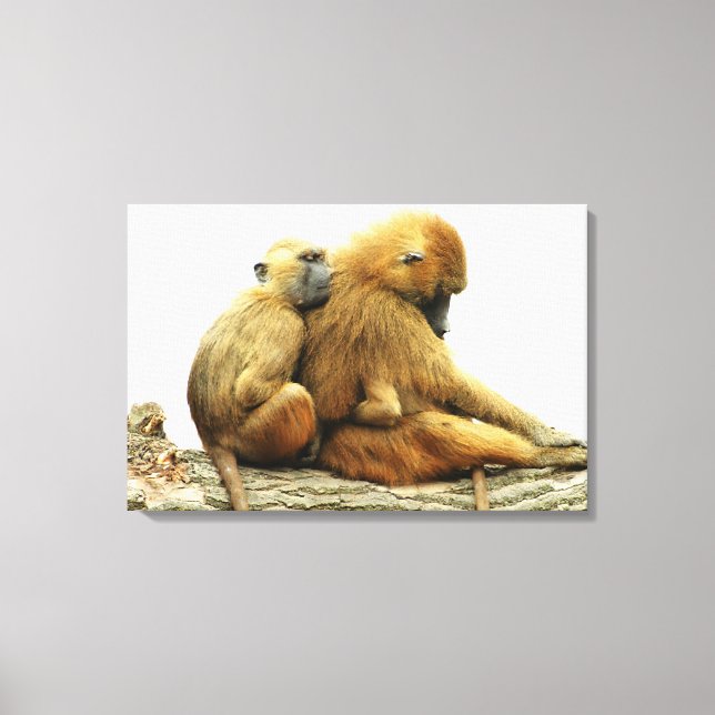 Guinea Baboons Canvas Print (Front)