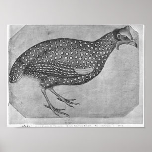 Guinea Fowl, from the The Vallardi Album Poster