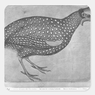 Guinea Fowl, from the The Vallardi Album Square Sticker